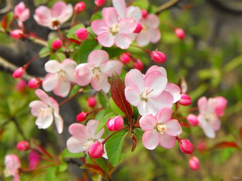 桃花旺的八字